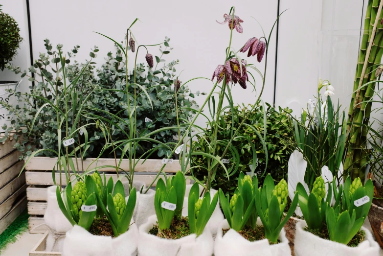 a group of potted plants sitting on top of a table, by Penelope Beaton, unsplash, art nouveau, botanic garden, green flags, flowers with very long petals, early spring