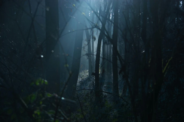 the sun shines through the trees in a dark forest, inspired by Elsa Bleda, pexels contest winner, conceptual art, todd hido, blue forest, movie still 8 k, horror scene