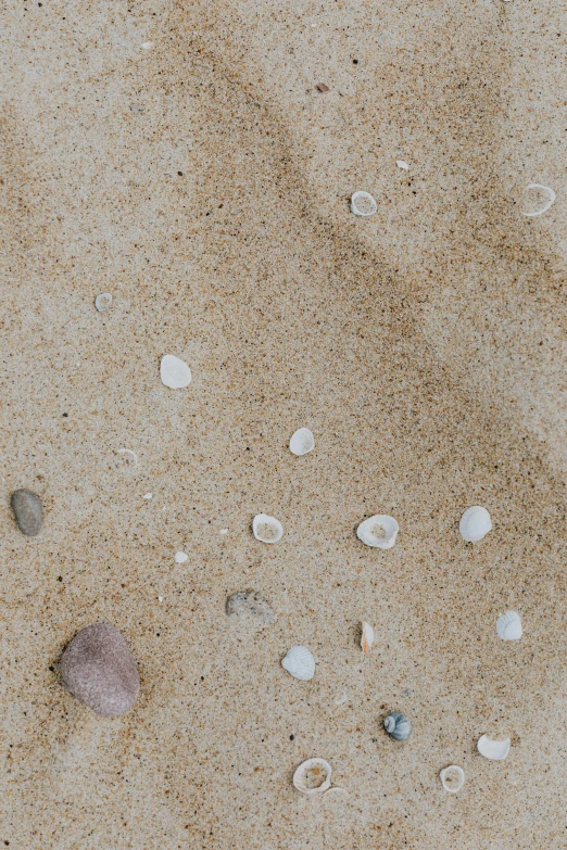 a group of shells sitting on top of a sandy beach, unsplash, minimalism, ((rocks)), high angle close up shot, flattened, video