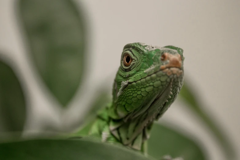 a green lizard sitting on top of a green plant, by Adam Marczyński, pexels contest winner, photorealism, reptile face, on a pale background, iguana, an afghan male type