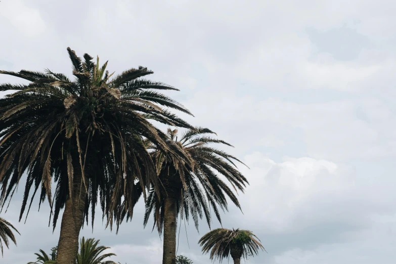 a couple of palm trees sitting on top of a lush green field, unsplash, hurufiyya, natural overcast lighting, 🦩🪐🐞👩🏻🦳, manly, beach aesthetic