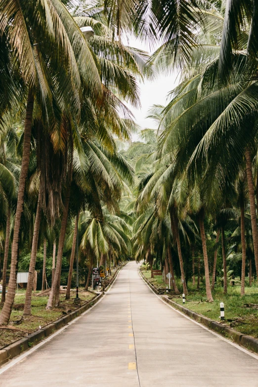 a road lined with palm trees on both sides, sumatraism, long hall way, vibrant greenery outside, an dramatic