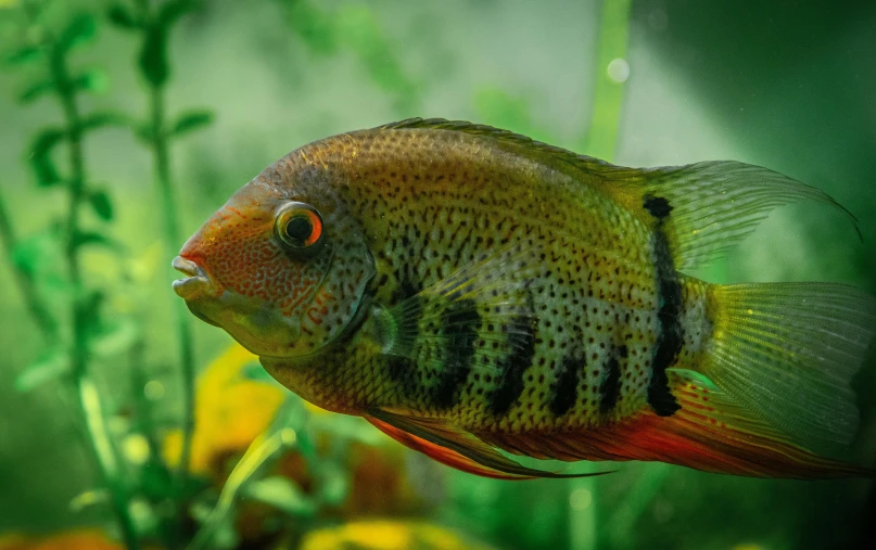 a close up of a fish in an aquarium, by Adam Marczyński, pexels contest winner, renaissance, vibrant foliage, portrait of a big, colorful”