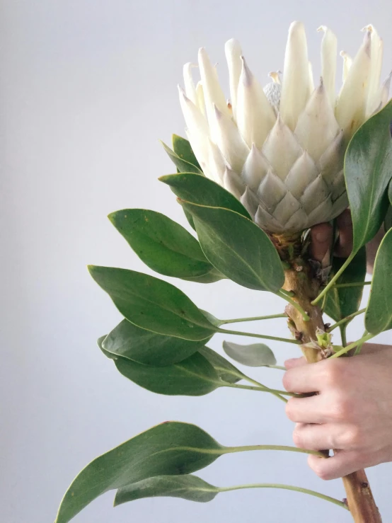 a close up of a person holding a flower, big leaves and stems, giant thorns, soft white glow, fruit