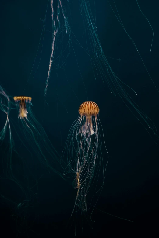 a group of jellyfish swimming in the ocean, a picture, by Mandy Jurgens, unsplash contest winner, glowing - thin - wires, a pair of ribbed, 15081959 21121991 01012000 4k, museum quality photo