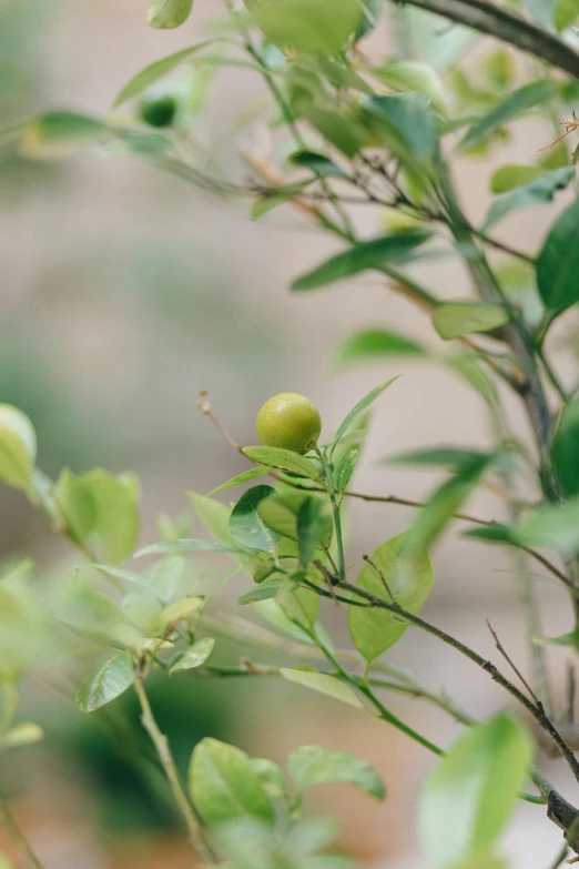 a small bird sitting on top of a tree branch, unsplash, renaissance, garden with fruits on trees, lime, low quality footage, olive