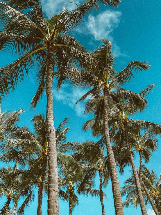 a group of palm trees against a blue sky, pexels contest winner, instagram story, coconuts, holiday vibe, profile image