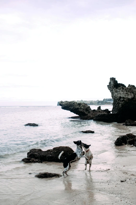 a couple of dogs standing on top of a sandy beach, rock formations, bali, with jagged rocks & eerie, jump