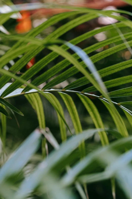 a bird sitting on top of a palm tree, lush forest foliage, zoomed out to show entire image, sustainable materials, zoomed in