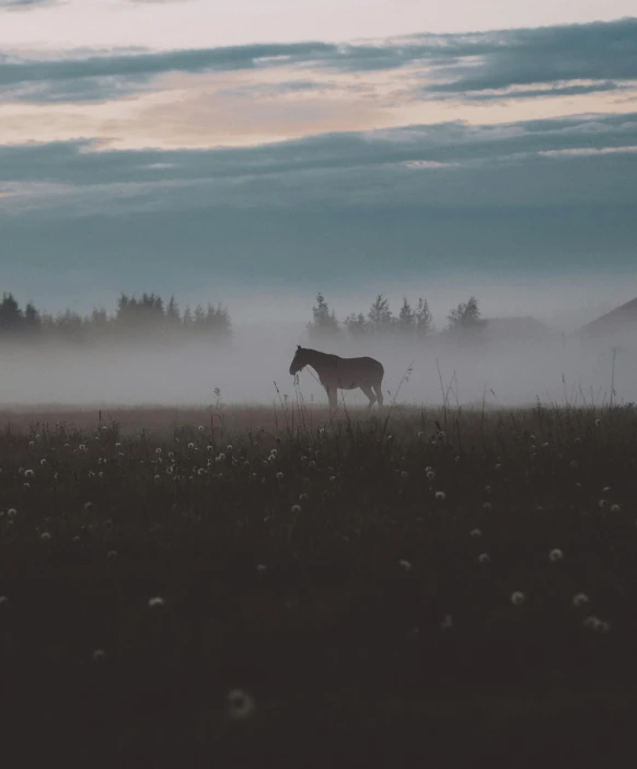 a horse standing on top of a grass covered field, by Jesper Knudsen, unsplash contest winner, foggy twilight lighting, lo-fi, hd footage, multiple stories