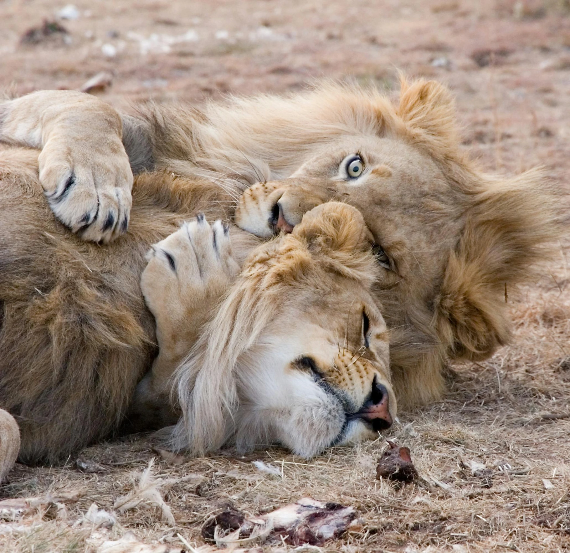 a couple of lions laying on top of each other, pexels contest winner, fan favorite, scratching head, heads are all over the ground, contorted