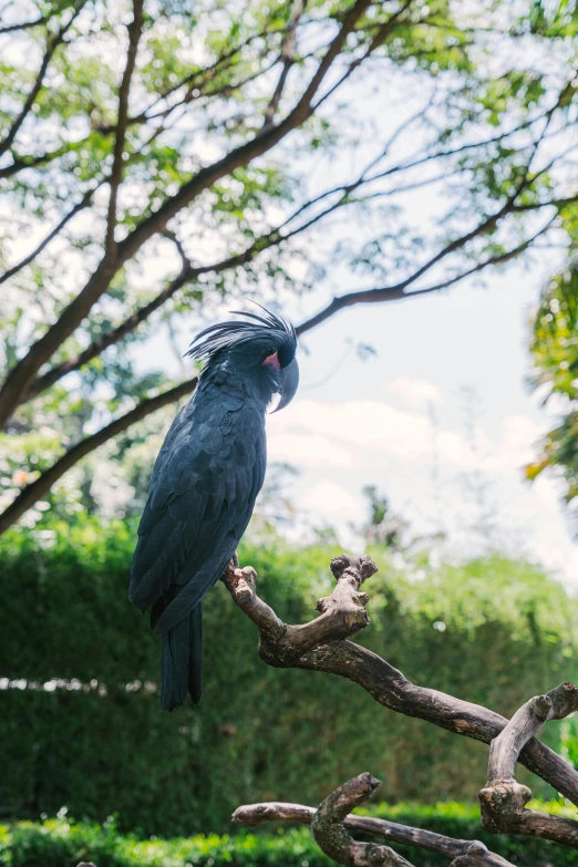 a blue bird sitting on top of a tree branch, dreamworld, lush surroundings, on display, holding court