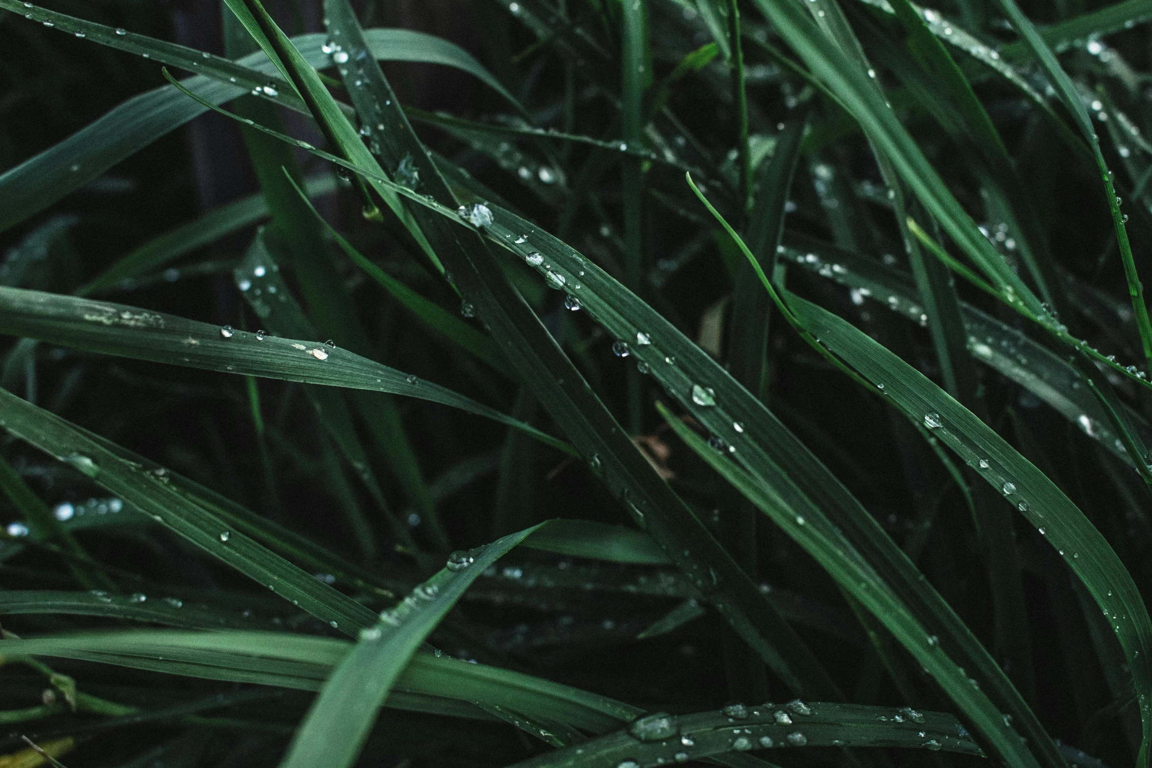 a fire hydrant sitting in the middle of a lush green field, inspired by Elsa Bleda, unsplash, hurufiyya, knees tucked in | rain falls, grass texture, on black background, large leaves