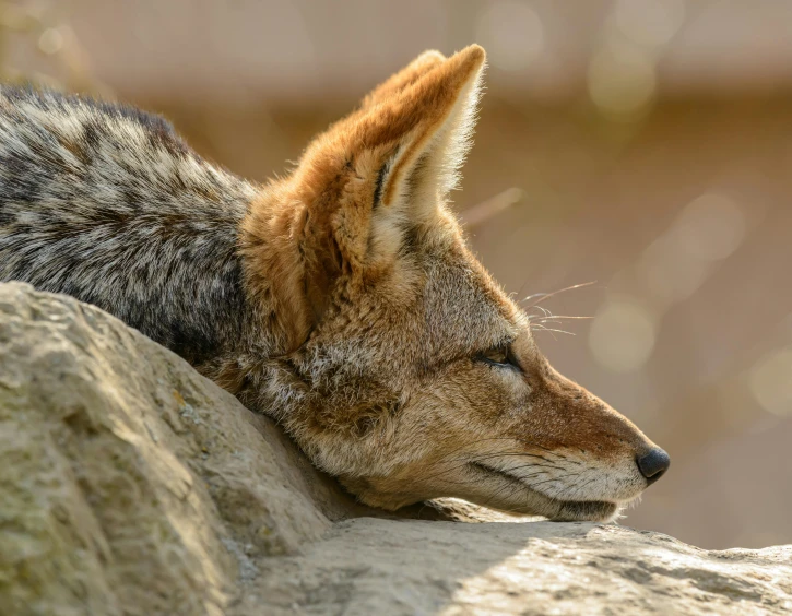 a close up of a dog laying on a rock, jackal, head bowed slightly, wildlife photograph, relaxed