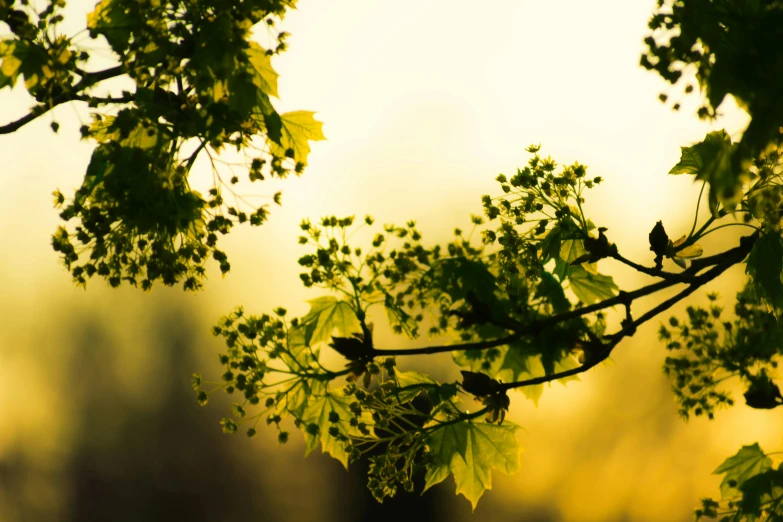 a couple of birds sitting on top of a tree branch, unsplash, romanticism, lime and gold hue, maple tree, at sunrise in springtime, bokeh”