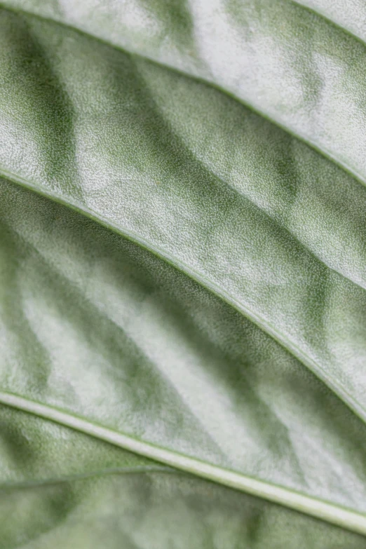 a close up of a leaf of a plant, light grey, lightweight, high-body detail, muted green