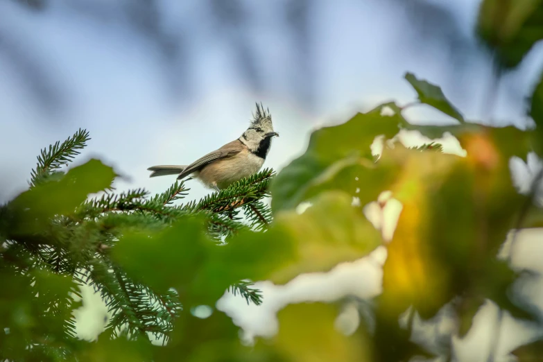 a bird sitting on top of a tree branch, a photo, by Jaakko Mattila, pexels contest winner, amongst foliage, concert, no cropping, auslese