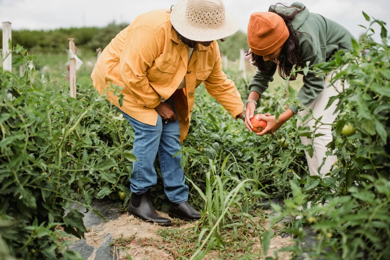 a couple of men standing next to each other in a field, by Jessie Algie, unsplash, tomato hat and a walking stick, pulling weeds out frantically, inspect in inventory image, women