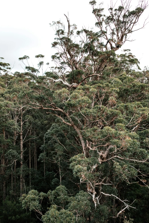 a herd of cattle grazing on top of a lush green field, an album cover, trending on unsplash, australian tonalism, gigantic forest trees, overhanging branches, straya, as seen from the canopy