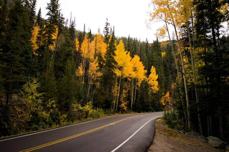 an empty road in the middle of a forest, by Emma Lampert Cooper, unsplash contest winner, aspen grove in the background, shades of gold display naturally, 2 5 6 x 2 5 6 pixels, jordan lamarre - wan