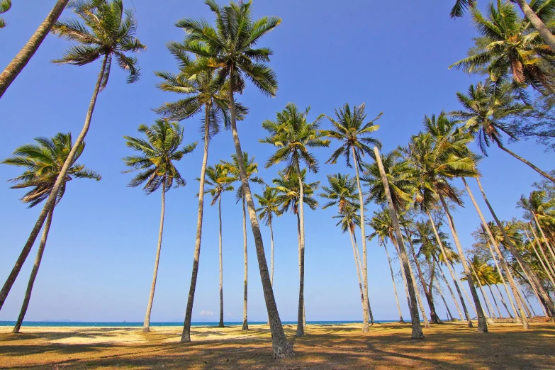 a group of palm trees sitting on top of a sandy beach, hurufiyya, profile image, lush surroundings, multiple stories, sri lanka