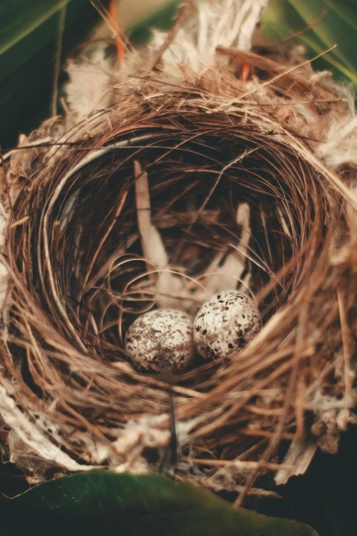 a close up of a bird's nest on a tree, an album cover, by Jan Tengnagel, pexels contest winner, renaissance, adult pair of twins, muted browns, cottagecore, seeds