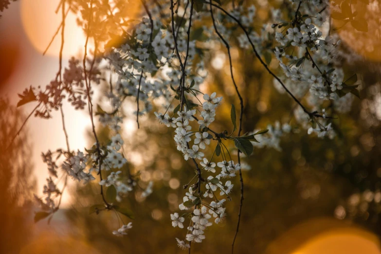 a bunch of white flowers hanging from a tree, by Eglon van der Neer, unsplash, romanticism, dappled golden sunset, cherry trees, shot on sony a 7 iii, cottagecore