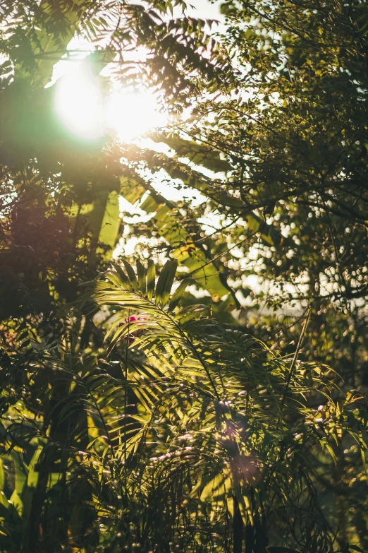 the sun shines through the leaves of a tree, unsplash, sumatraism, large plants in the background, jungle clearing, jungle vines and fireflies, overexposed sunlight