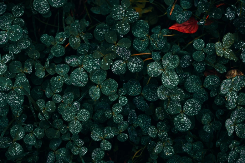 a red leaf sitting on top of a lush green plant, inspired by Elsa Bleda, pexels contest winner, background full of lucky clovers, while it's raining, dark flower pattern wallpaper, emeralds