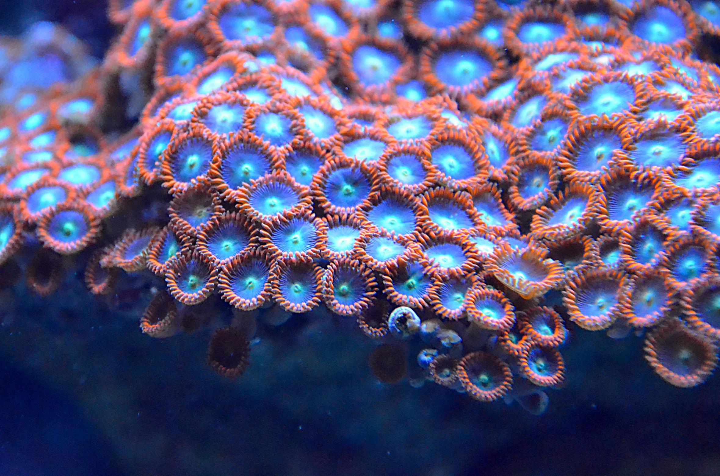 a close up of some very pretty corals, pexels, cloisonnism, 🦩🪐🐞👩🏻🦳, blue eyed, zerg starcraft, bubbly