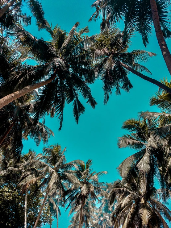 a group of palm trees with a blue sky in the background, teal aesthetic, multiple stories, ((trees)), bali