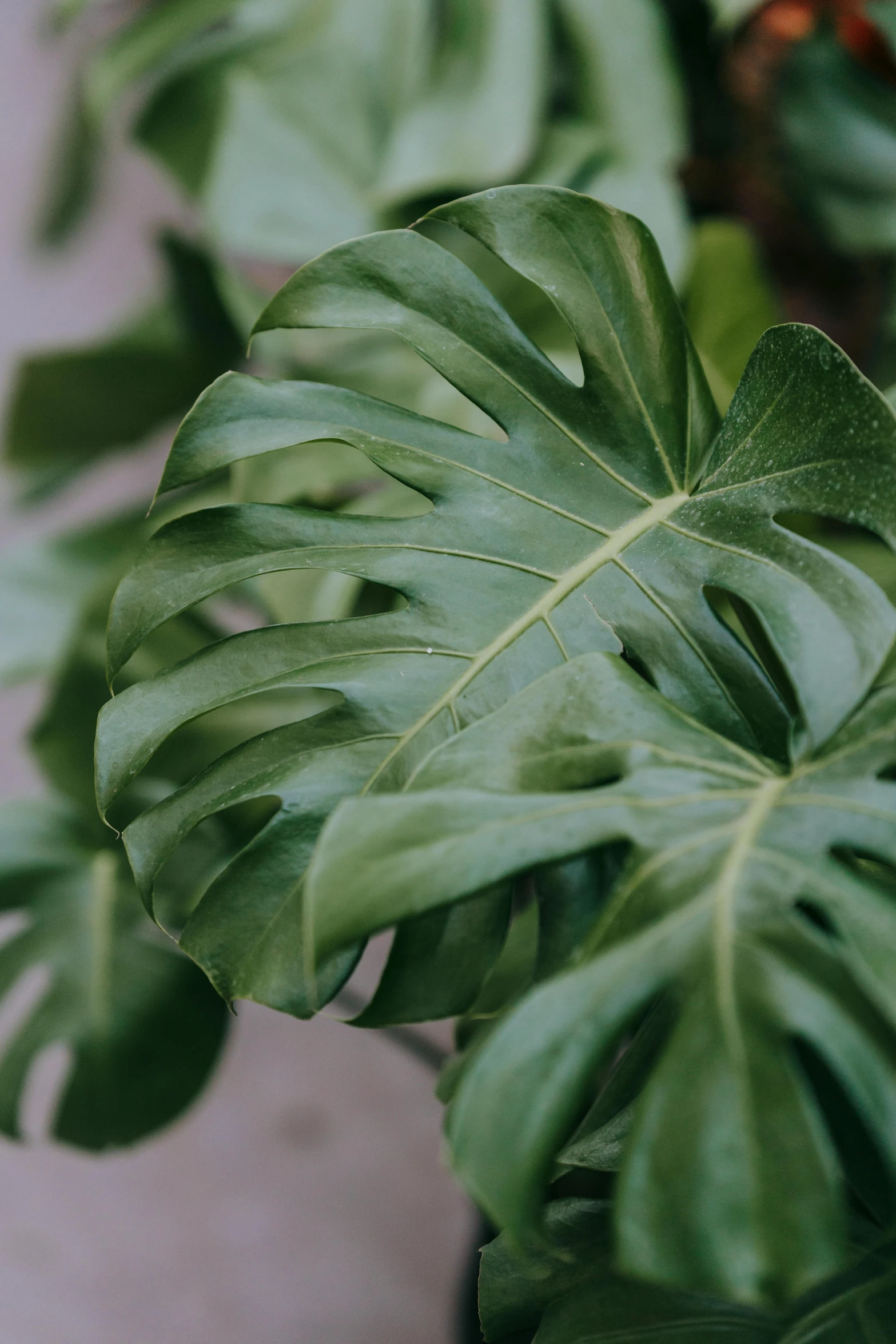 a close up of a potted plant with green leaves, monstera deliciosa, zoomed out, comforting, curved