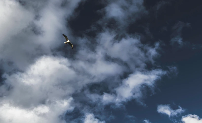 a bird flying through a cloudy blue sky, by Niko Henrichon, pexels contest winner, minimalism, looking up, big sky, gliding, fine art print