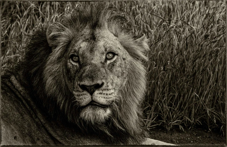 a black and white photo of a lion, a black and white photo, pexels contest winner, art photography, sepia, the king in yellow, highly detailed etching, young male