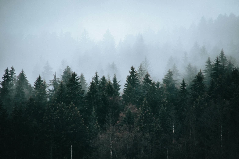 a herd of sheep grazing on top of a lush green field, inspired by Elsa Bleda, unsplash contest winner, romanticism, scary pines, moist foggy, ((trees)), swedish forest