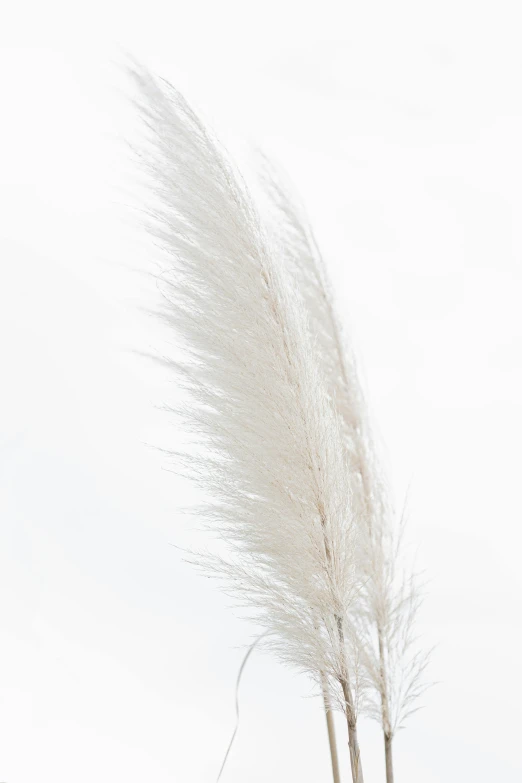 a couple of vases sitting on top of a table, white feathers, studio product photography, close up shot from the side, cat tail