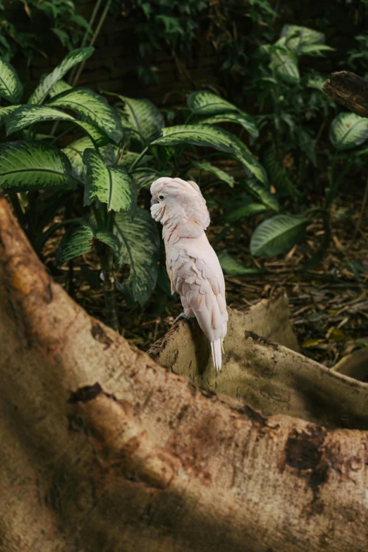 a white bird sitting on top of a tree trunk, biodome, albino mystic, jungle setting, top - down photograph