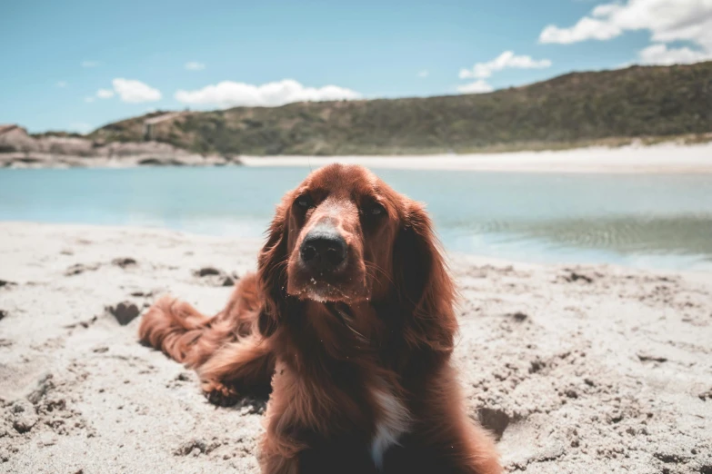 a brown dog laying on top of a sandy beach, pexels contest winner, ginger hair and fur, manuka, titled'holiday at the beach ', fluffy ears and a long