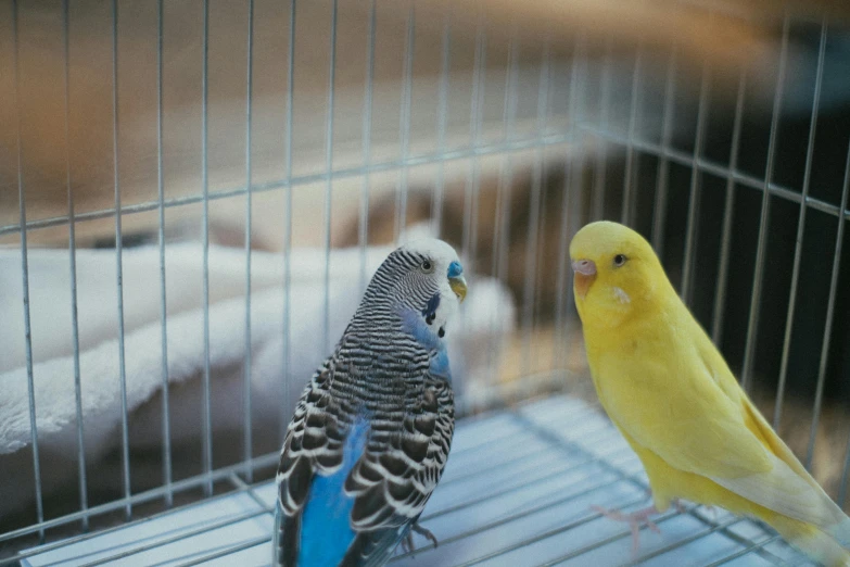 two yellow and blue birds in a cage, trending on pexels, mixed animal, sitting on a store shelf, dusty and smokey, woodstock