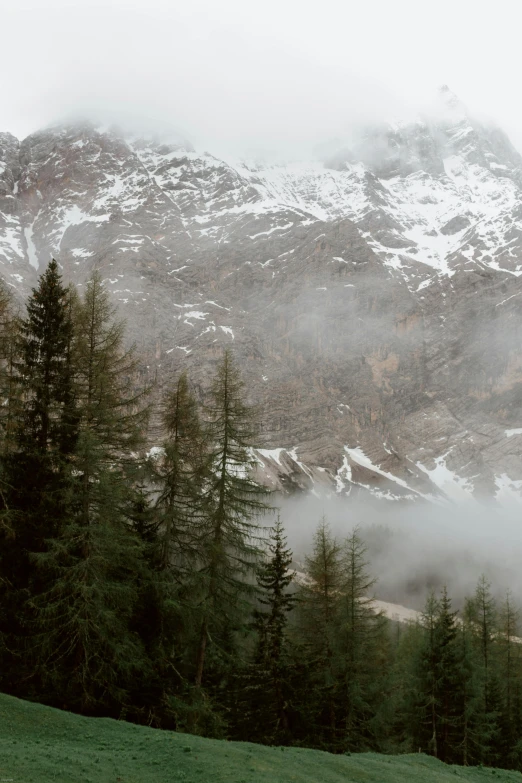 a herd of cattle standing on top of a lush green field, a matte painting, inspired by Anna Füssli, pexels contest winner, romanticism, snowing in the forest, lago di sorapis, sparse pine trees, light grey mist