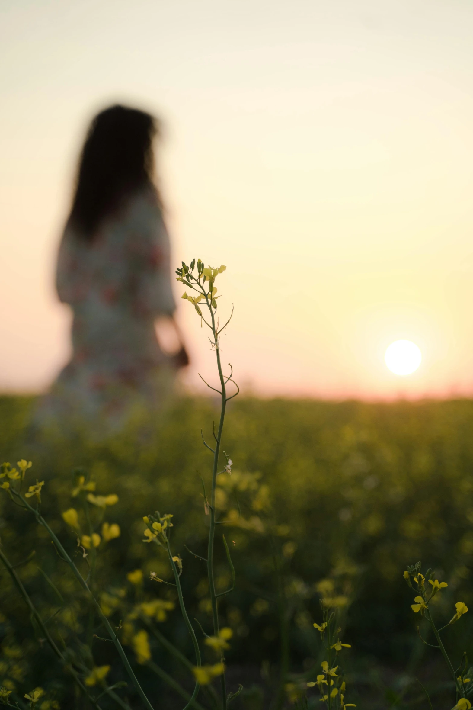 a woman standing in a field of yellow flowers, unsplash, romanticism, sun set, distant - mid - shot, a woman walking, softly - lit