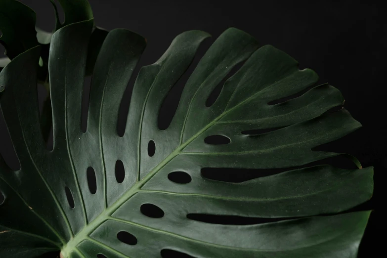 a close up of a leaf of a plant, inspired by Robert Mapplethorpe, trending on pexels, monstera deliciosa, with a black dark background, on grey background, detailed product shot