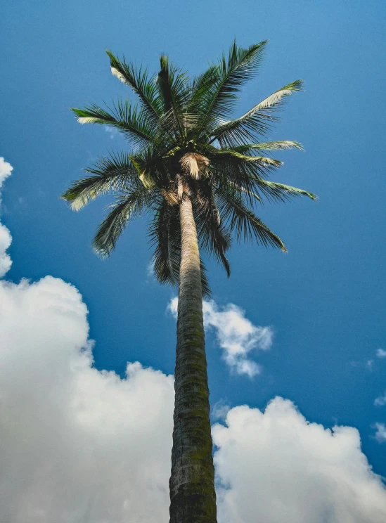 a tall palm tree sitting on top of a lush green field, by Matthias Stom, unsplash, hurufiyya, coconuts, avatar image, multiple stories, 3/4 view from below