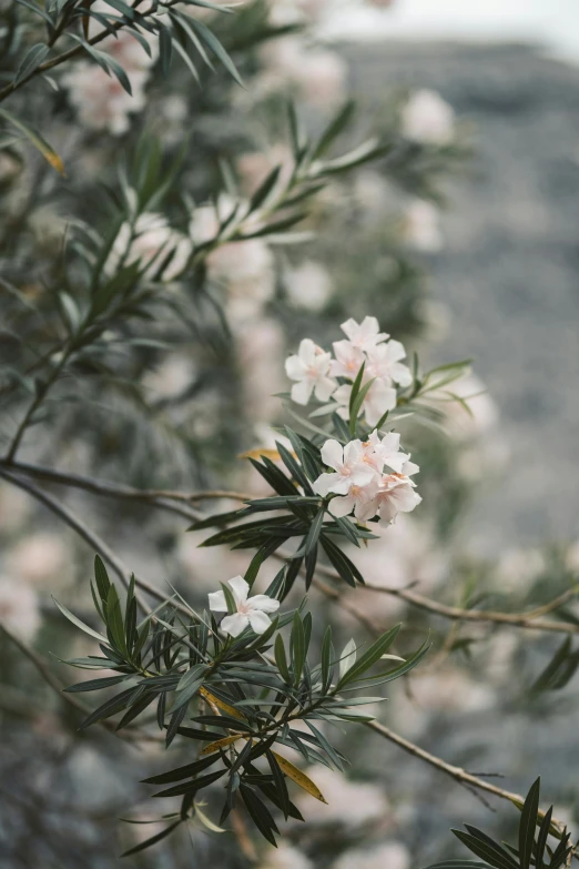 a bunch of white flowers sitting on top of a tree, by Elizabeth Durack, trending on unsplash, olive trees, soft blush, made of flowers and leaves, overcast mood