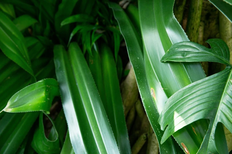 a close up of a plant with green leaves, inspired by Exekias, orchid stems, highly polished, biophilia, margay