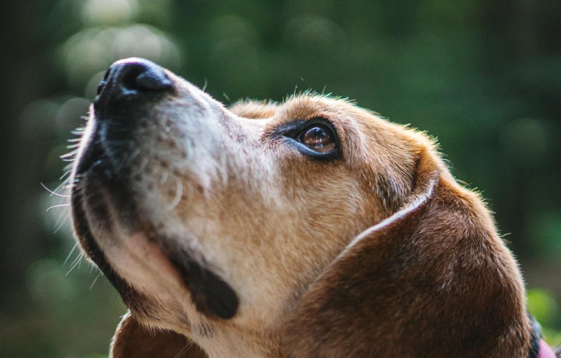 a close up of a dog looking up, inspired by Elke Vogelsang, trending on unsplash, cute beagle, 🦑 design, grain”