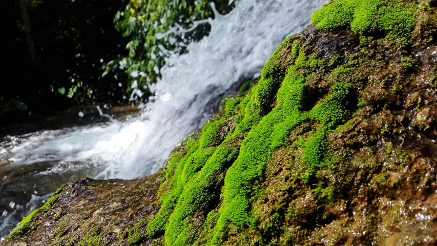 a close up of a mossy rock near a waterfall, by Mirko Rački, hurufiyya, avatar image