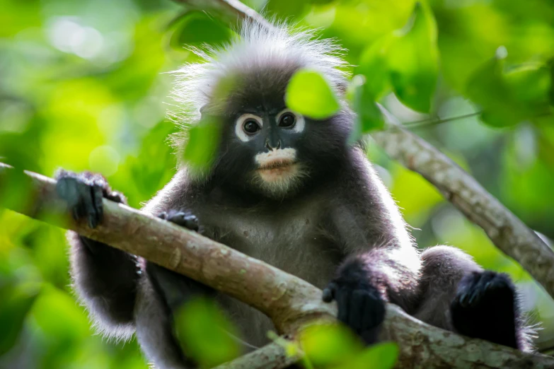 a monkey sitting on top of a tree branch, a cartoon, by Peter Churcher, pexels contest winner, sumatraism, looking into camera, amongst foliage, a silver haired mad, national geographic photograph