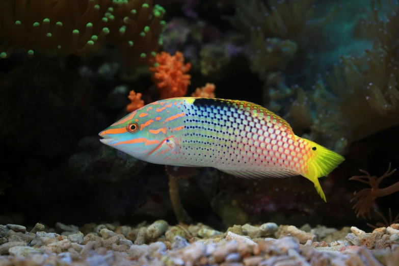 a fish that is swimming in some water, corals, brightly coloured, speckled, cocky