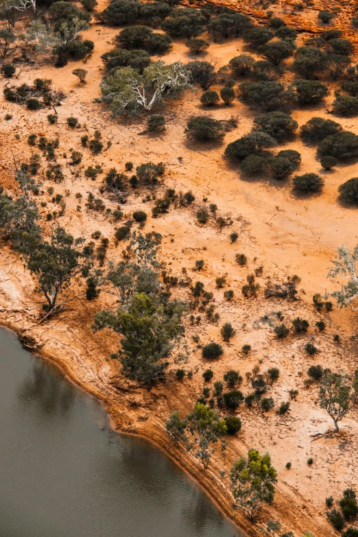 an aerial view of a large body of water, by Lee Loughridge, trending on unsplash, land art, kangaroos, close river bank, dry desert, trees around